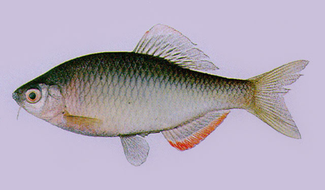 Tanakia lanceolata