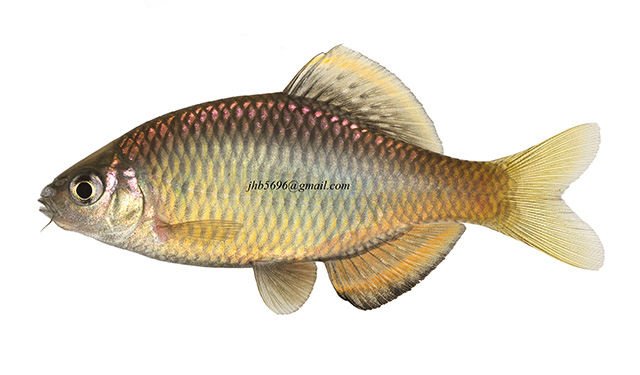 Tanakia latimarginata