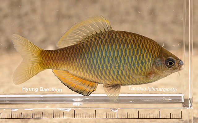 Tanakia latimarginata