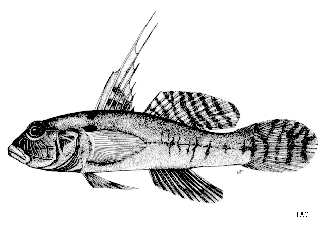 Thorogobius angolensis