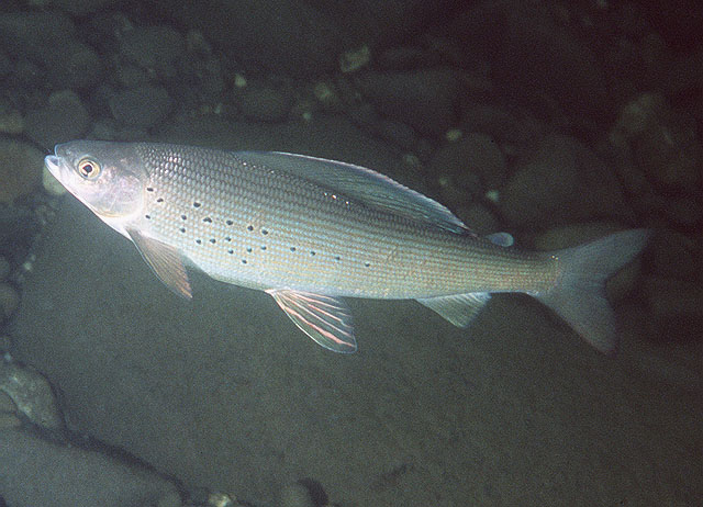 Thymallus arcticus