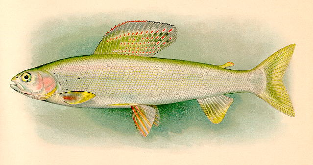 Thymallus arcticus