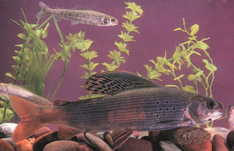 Thymallus arcticus