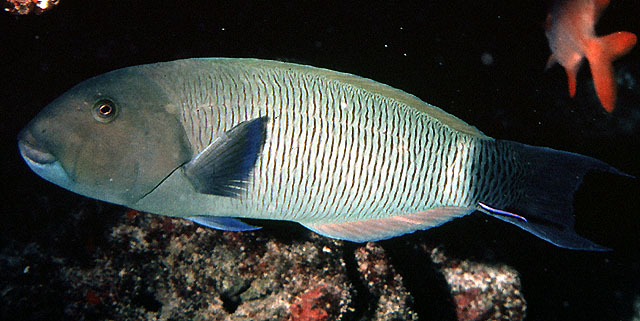 Thalassoma ballieui