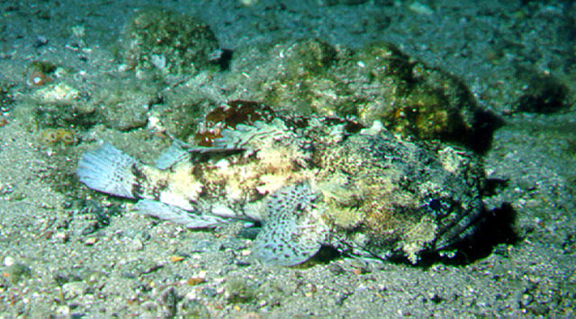 Barchatus cirrhosus