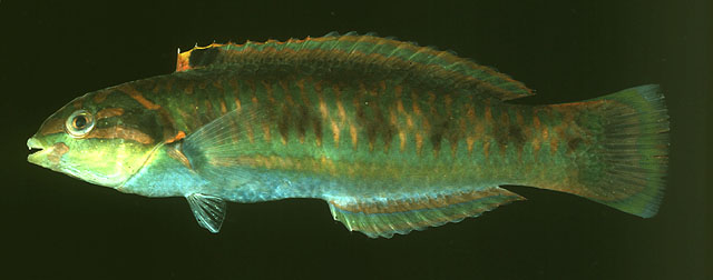 Thalassoma cupido