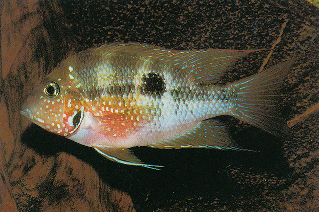 Thorichthys maculipinnis