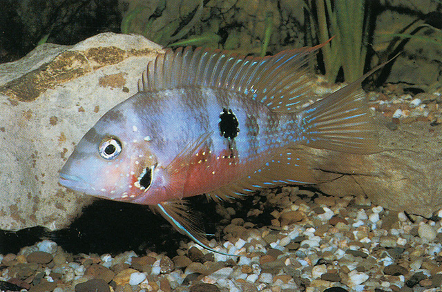 Thorichthys maculipinnis