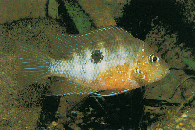 Thorichthys maculipinnis