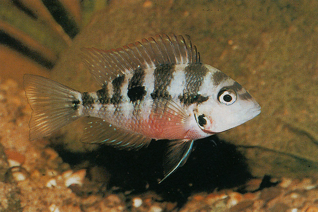 Thorichthys maculipinnis