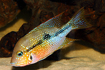 Thorichthys maculipinnis