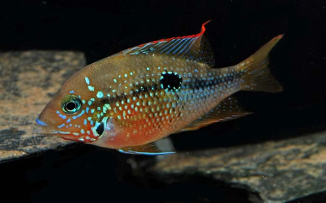 Thorichthys maculipinnis