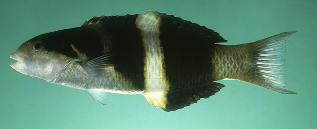 Thalassoma jansenii