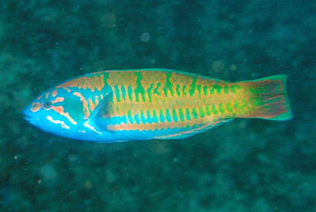 Thalassoma loxum