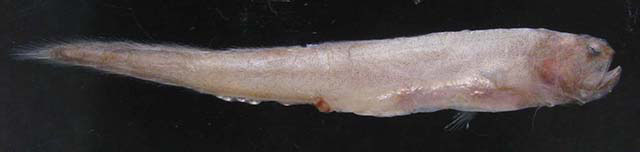 Timorichthys angustus