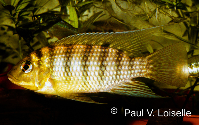 Tilapia brevimanus