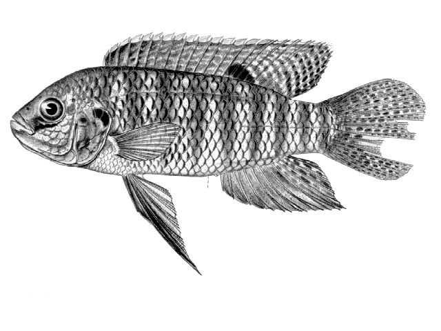 Tilapia ruweti