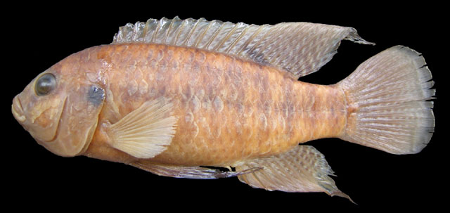 Tilapia ruweti