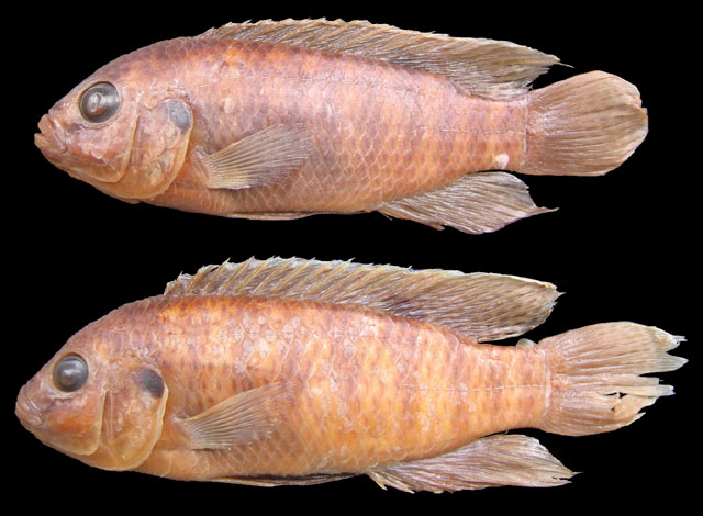 Tilapia ruweti