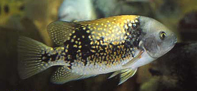 Tomocichla asfraci