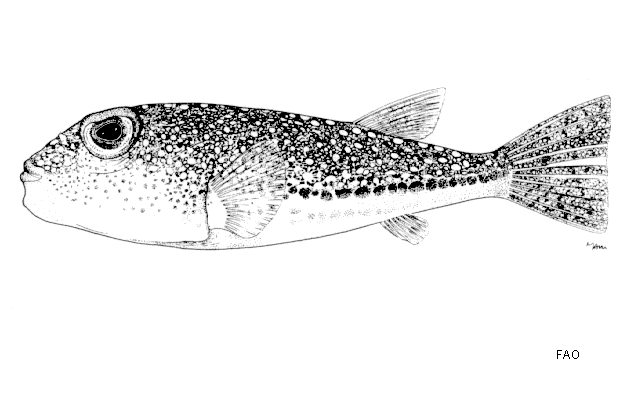 Torquigener flavimaculosus