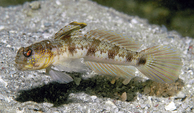 Tomiyamichthys gomezi