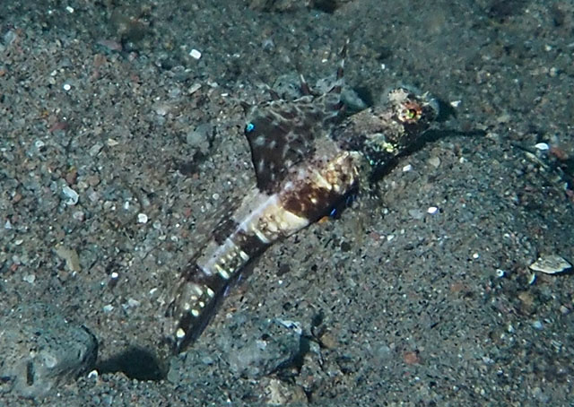 Tomiyamichthys nudus