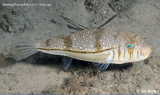 Torquigener pleurogramma