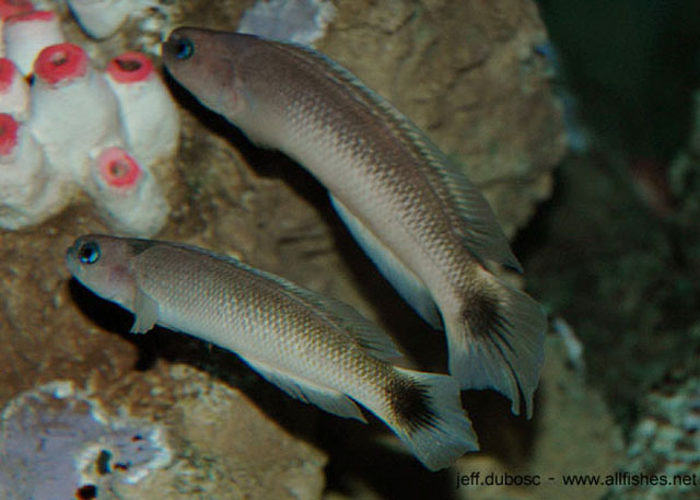 Trachinops caudimaculatus