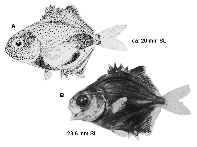 Trachinotus falcatus