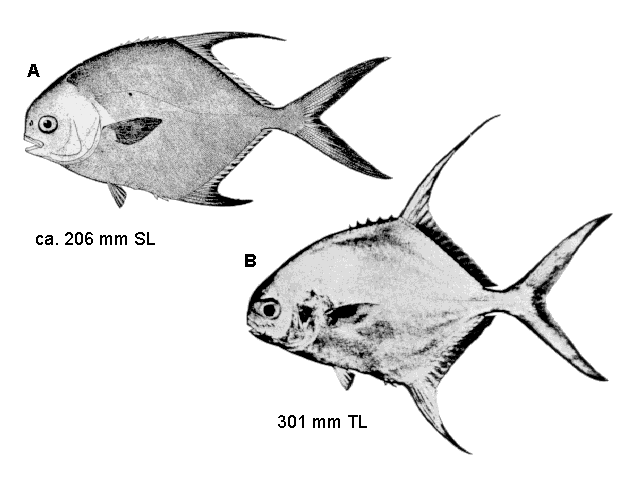 Trachinotus falcatus