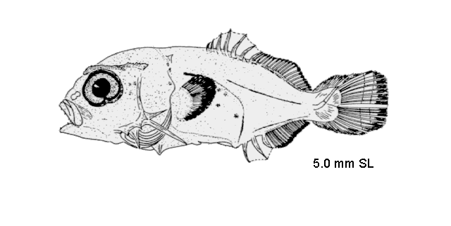 Trachinotus falcatus