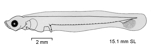 Trematomus hansoni