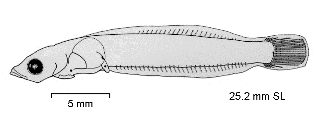 Trematomus hansoni