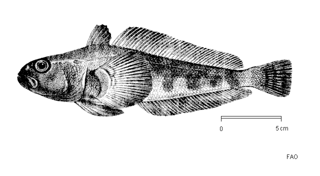 Trematomus hansoni