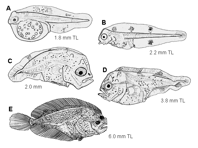 Trinectes maculatus