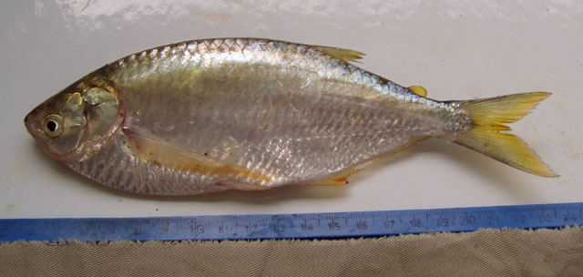 Triportheus magdalenae