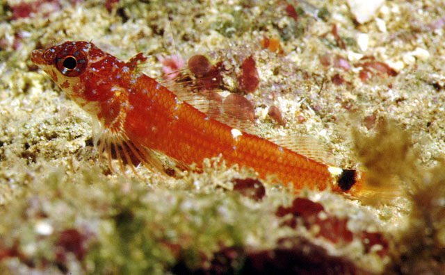 Tripterygion melanurus