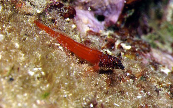 Tripterygion melanurus