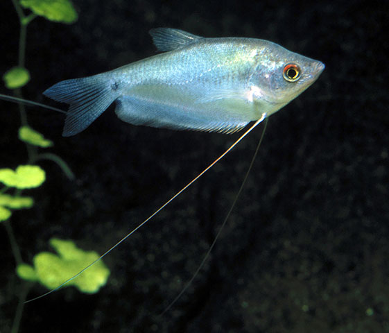 Trichopodus microlepis