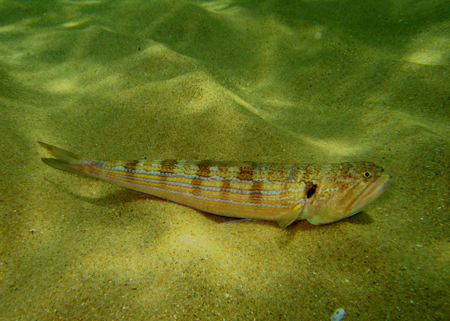 Trachinocephalus myops