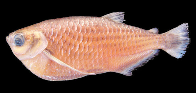 Triportheus nematurus