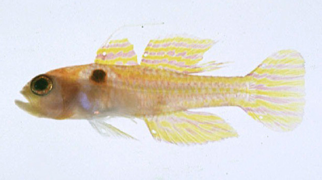 Trimma nomurai