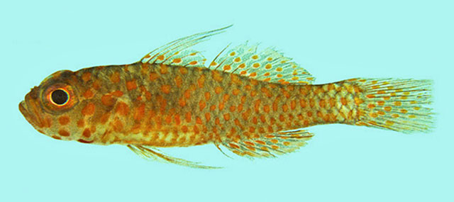 Trimma readerae