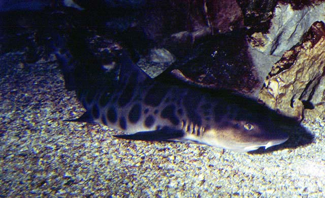 Triakis semifasciata