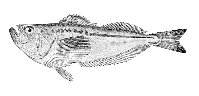 Trichodon trichodon