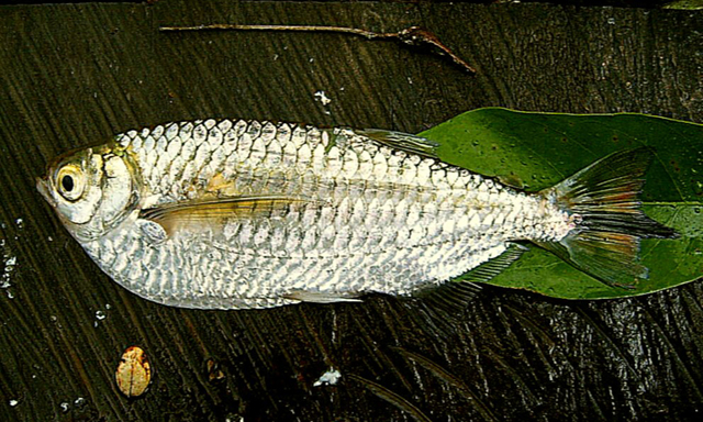 Triportheus venezuelensis