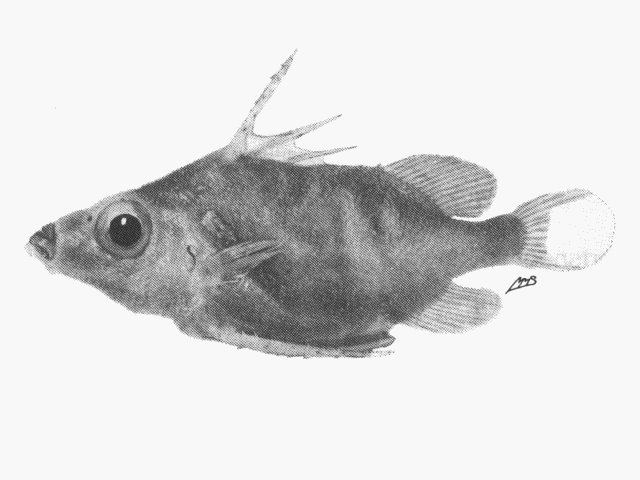 Tydemania navigatoris