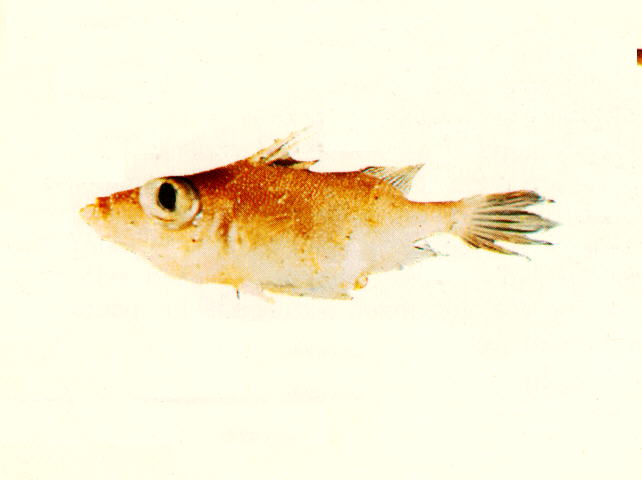 Tydemania navigatoris