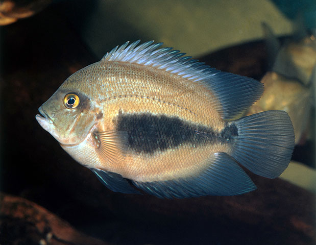 Uaru amphiacanthoides